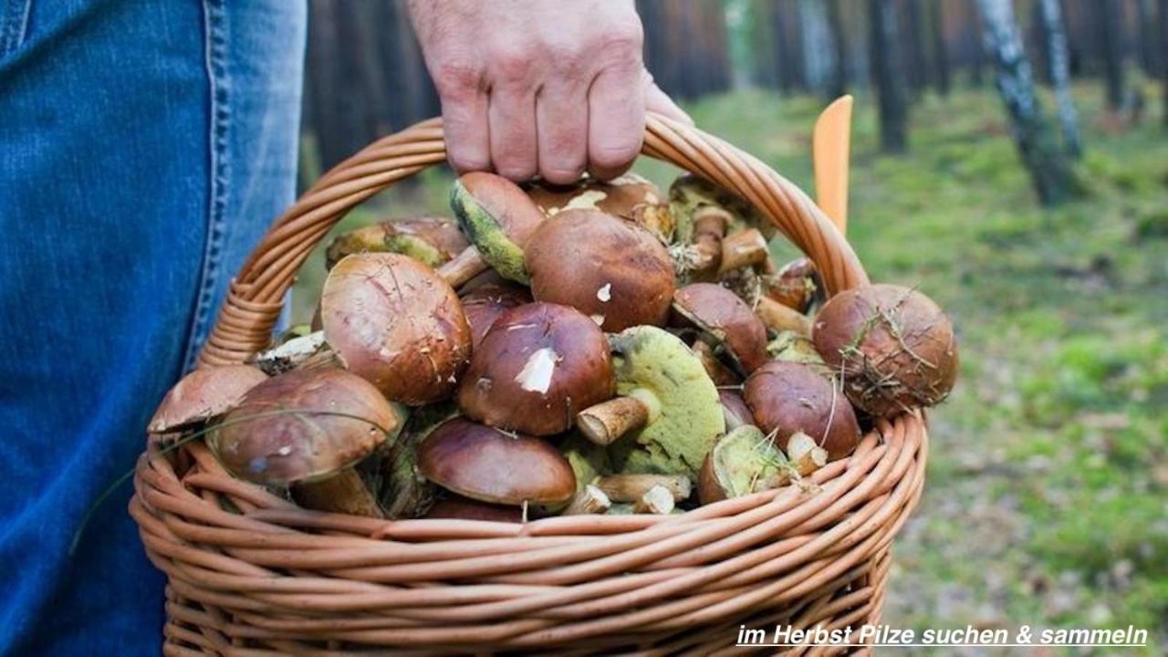Ferienhaus Luneburger Heide Eschede Екстериор снимка